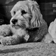 Illustration for article titled Shooting Challenge Pets Gallery 4